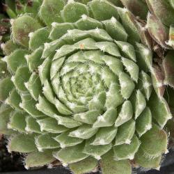 Sempervivum - Dachwurz - Hauswurz